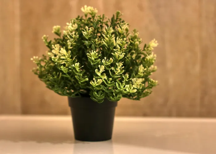 Guest - 11 Appartamento *